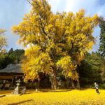 福田神社の東株のイチョウ=2023年11月13日午後2時14分、岡山県真庭市で