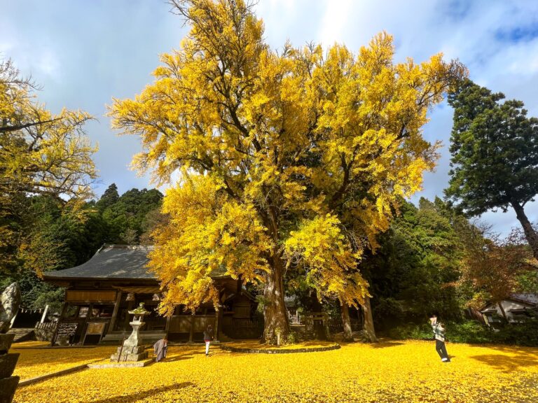 福田神社の東株のイチョウ=2023年11月13日午後2時14分、岡山県真庭市で