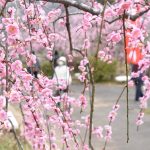 神代の「神代梅の里公園」で梅の花が見ごろを迎えた。園内は白や赤、ピンクのコントラストが浮かび上がり、行楽客が本格的な春の訪れを満喫している