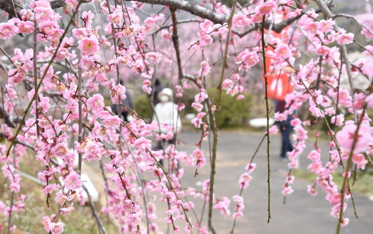 神代の「神代梅の里公園」で梅の花が見ごろを迎えた。園内は白や赤、ピンクのコントラストが浮かび上がり、行楽客が本格的な春の訪れを満喫している