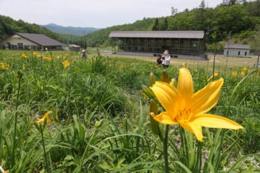 咲き始めた花々をめでる観光客たち=岡山県鏡野町で