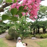 見ごろを迎えたサルスベリ=岡山県美咲町で