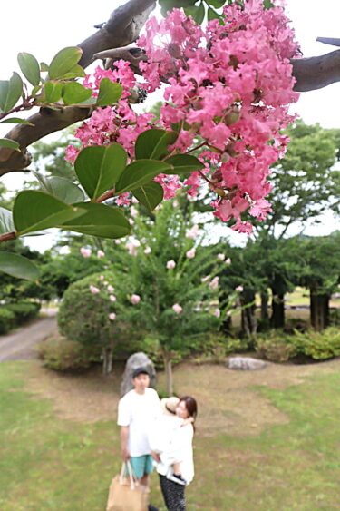 見ごろを迎えたサルスベリ=岡山県美咲町で