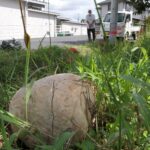 鈴木さん方の田んぼ付近に生えたオニフスベ=岡山県津山市で