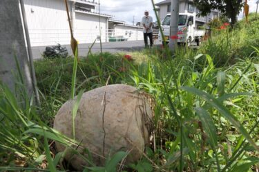 鈴木さん方の田んぼ付近に生えたオニフスベ=岡山県津山市で