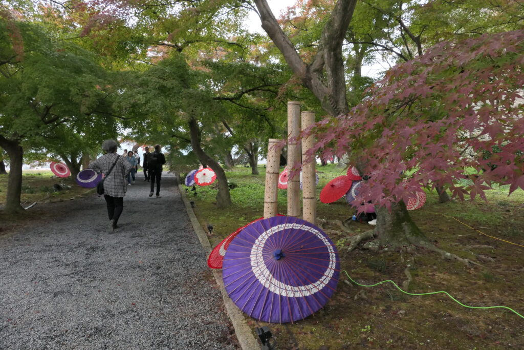 紅葉と番傘アートの演出をめでる入園者