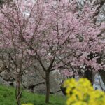 小さな桜の木と菜の花=2024年3月31日午前9時13分