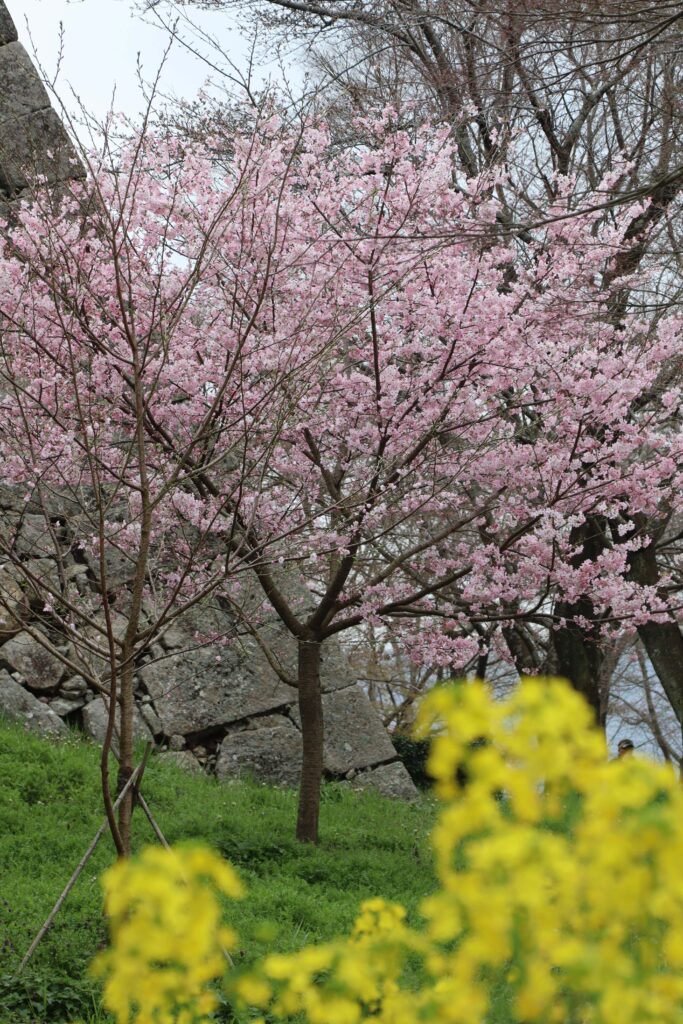 小さな桜の木と菜の花=2024年3月31日午前9時13分