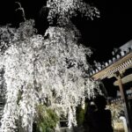 ライトアップされた千光寺の枝垂れ桜=岡山県津山市で