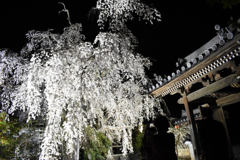 ライトアップされた千光寺の枝垂れ桜=岡山県津山市で