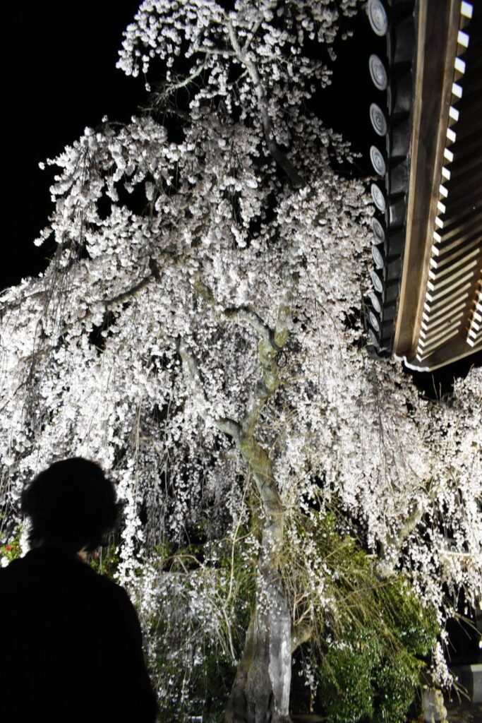 暗闇に浮かび上がる枝垂れ桜