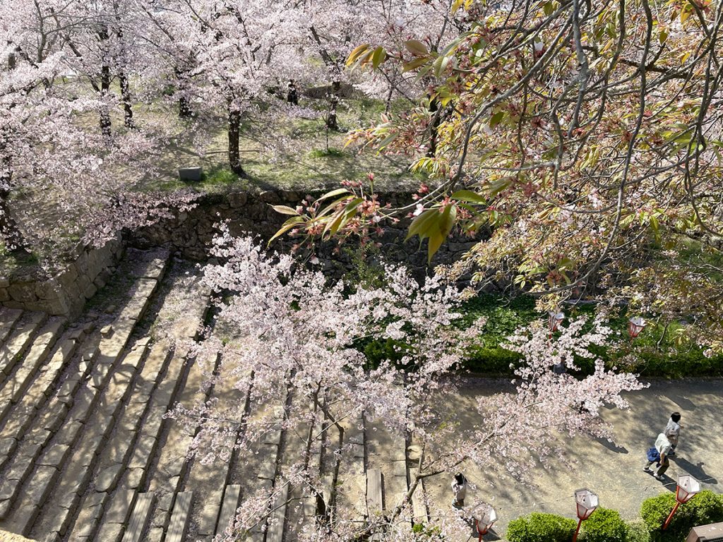 二の丸の通路を見下ろしながら眺める桜=2023年4月3日午前10時00分