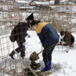 ハナモモを植える生徒