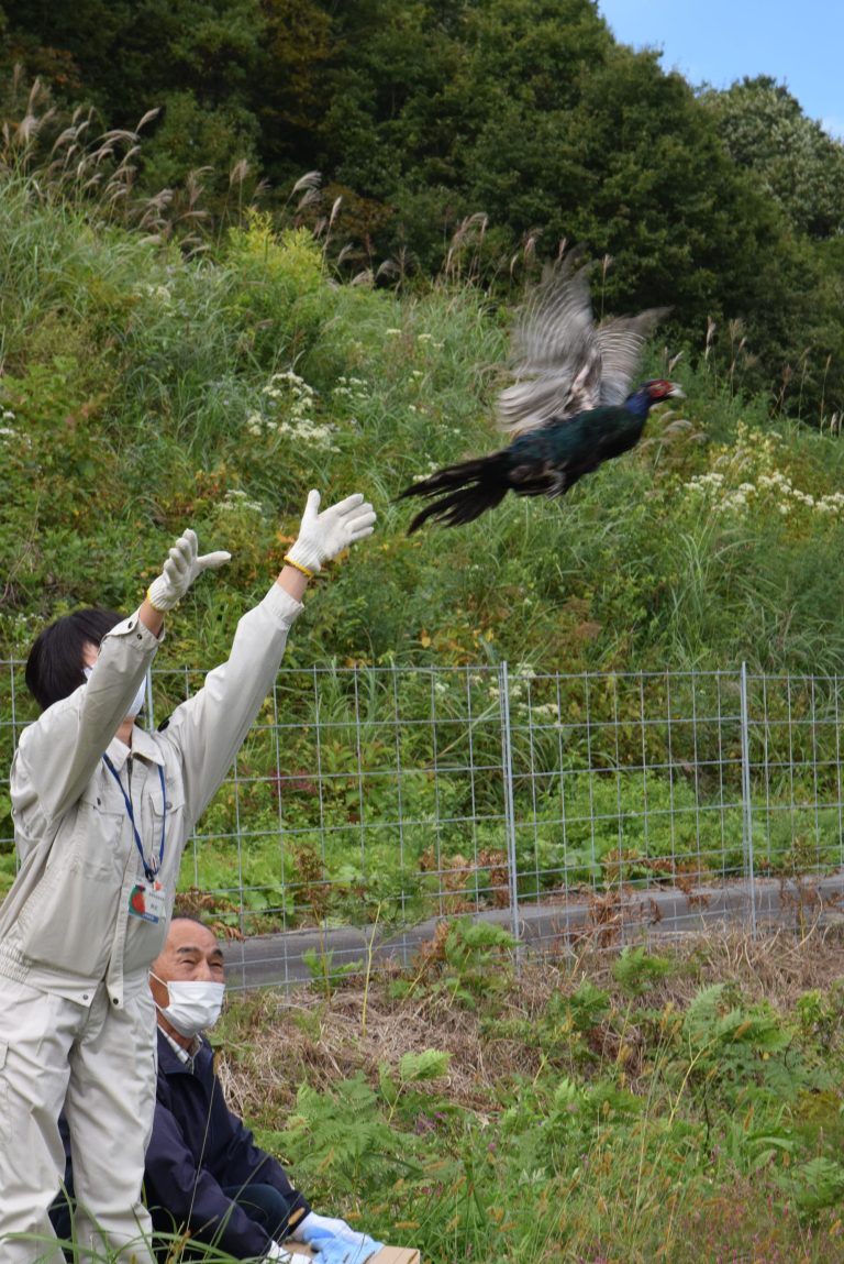 新庄村でキジ放鳥