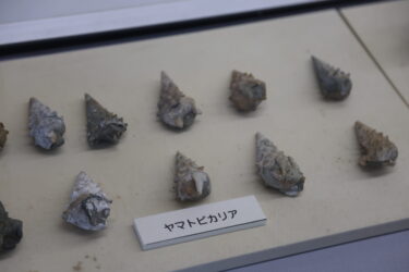 約1600万年前の記憶を今に伝えるヤマトビカリアの化石標本＝岡山県奈義町で
