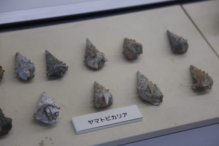 約1600万年前の記憶を今に伝えるヤマトビカリアの化石標本＝岡山県奈義町で