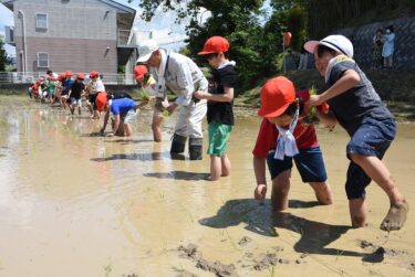 初夏の陽気のなか、歓声を響かせながら田植えに挑戦する児童ら=岡山県津山市で