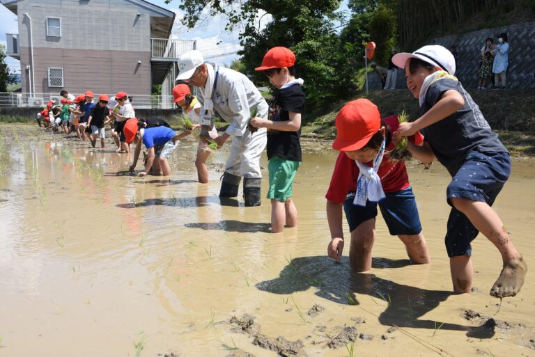 初夏の陽気のなか、歓声を響かせながら田植えに挑戦する児童ら=岡山県津山市で