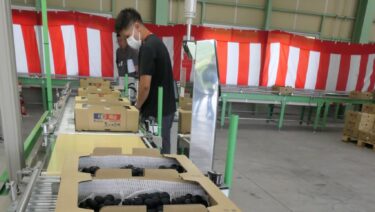 出荷準備をする職員ら=岡山県美咲町で
