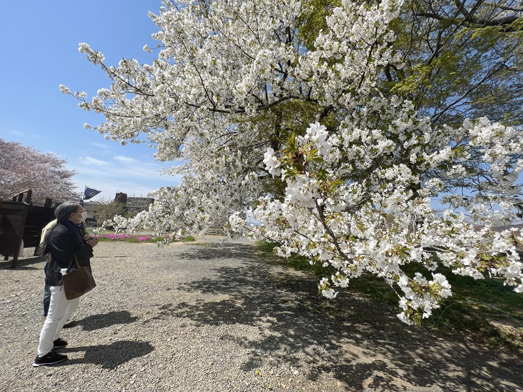 桜に見惚れつつ散策を楽しむ方々=2023年4月4日午前11時33分