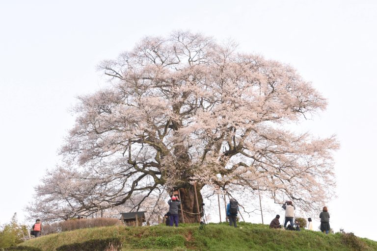 醍醐桜