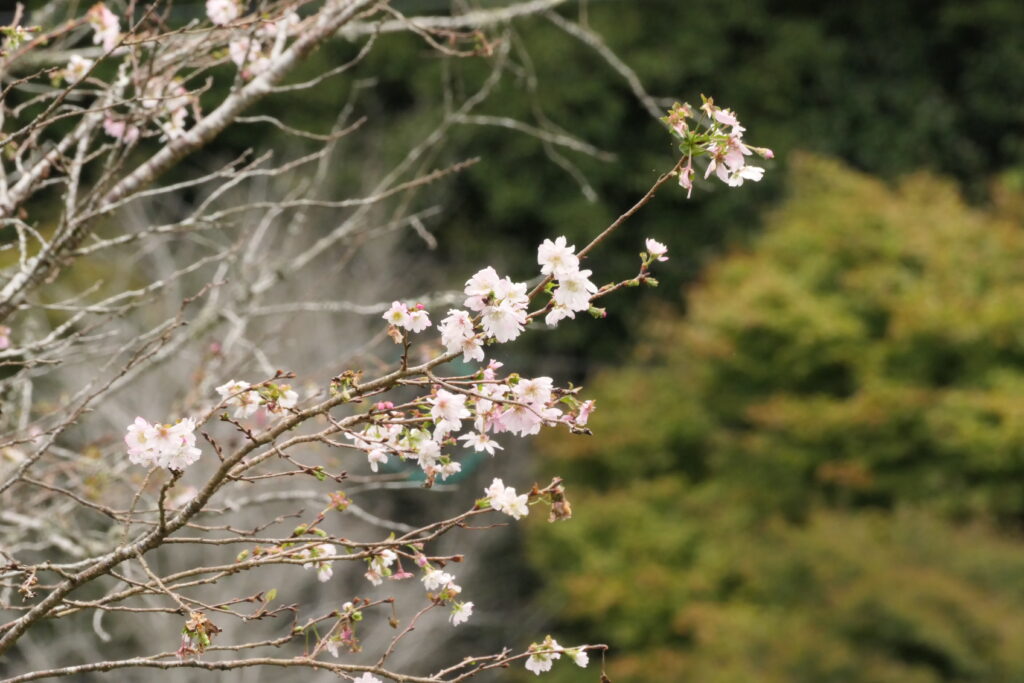 秋が深まる山間に咲く四季桜