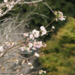 秋が深まる山間に咲く四季桜