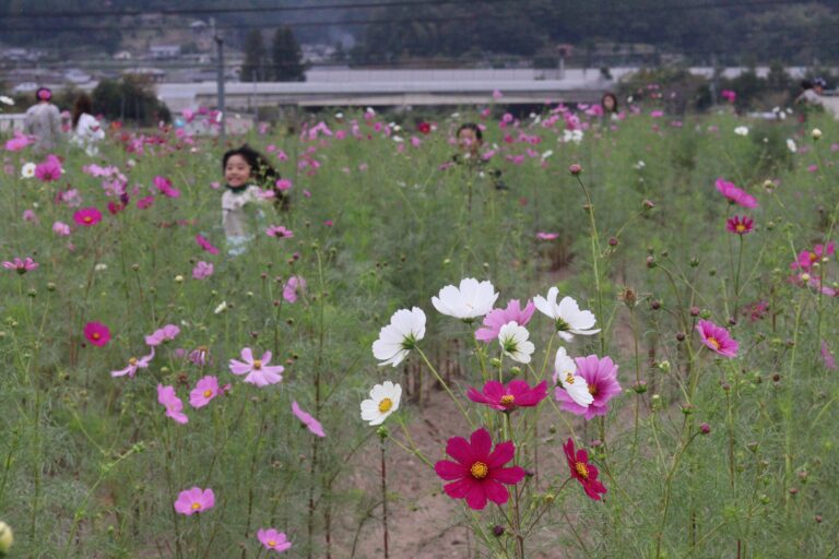 咲き始めたコスモス畑=2023年10月8日午前12時18分、岡山県真庭市上水田で