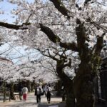 見ごろを迎えた新庄村の「がいせん桜」=2024年4月10日午後2時、岡山県新庄村で