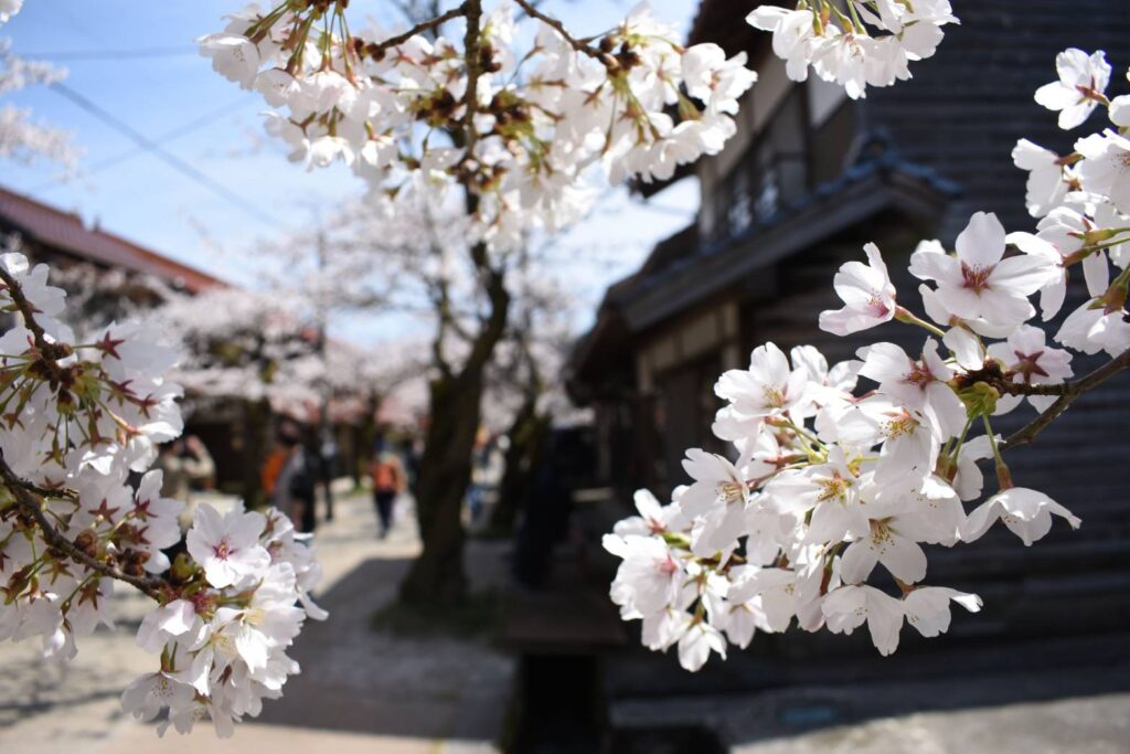 旧出雲街道の宿場町を彩る桜