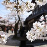 旧出雲街道の宿場町を彩る桜