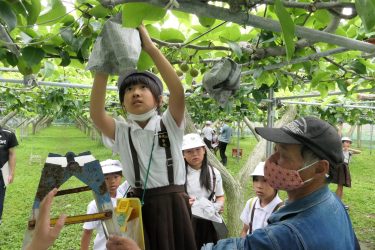 甘くておいしい実に　児童が「新高梨」の袋がけに挑戦　地域の農事組合が協力／岡山・津山市