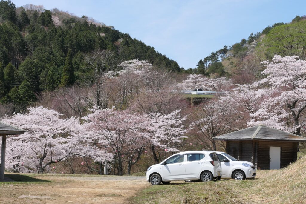 山間を彩る桜の木々