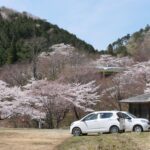 山間を彩る桜の木々