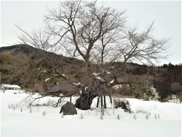 岡山県天然記念物「尾所（おそ）の桜」枝が折れる