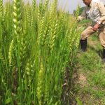 穂を膨らませる小麦＝岡山県津山市で