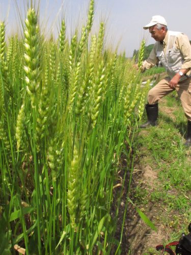 5月21日は二十四節気「小満」　小麦が穂をつける／岡山・津山市