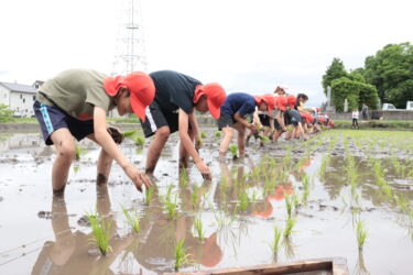 田植えに挑戦する新野小学校の5、6年生＝岡山県津山市で
