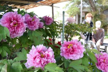 ぼたん寺の優雅な姿　早咲き品種開花　20日から「ぼたん・シャクヤク祭り」／岡山・津山市