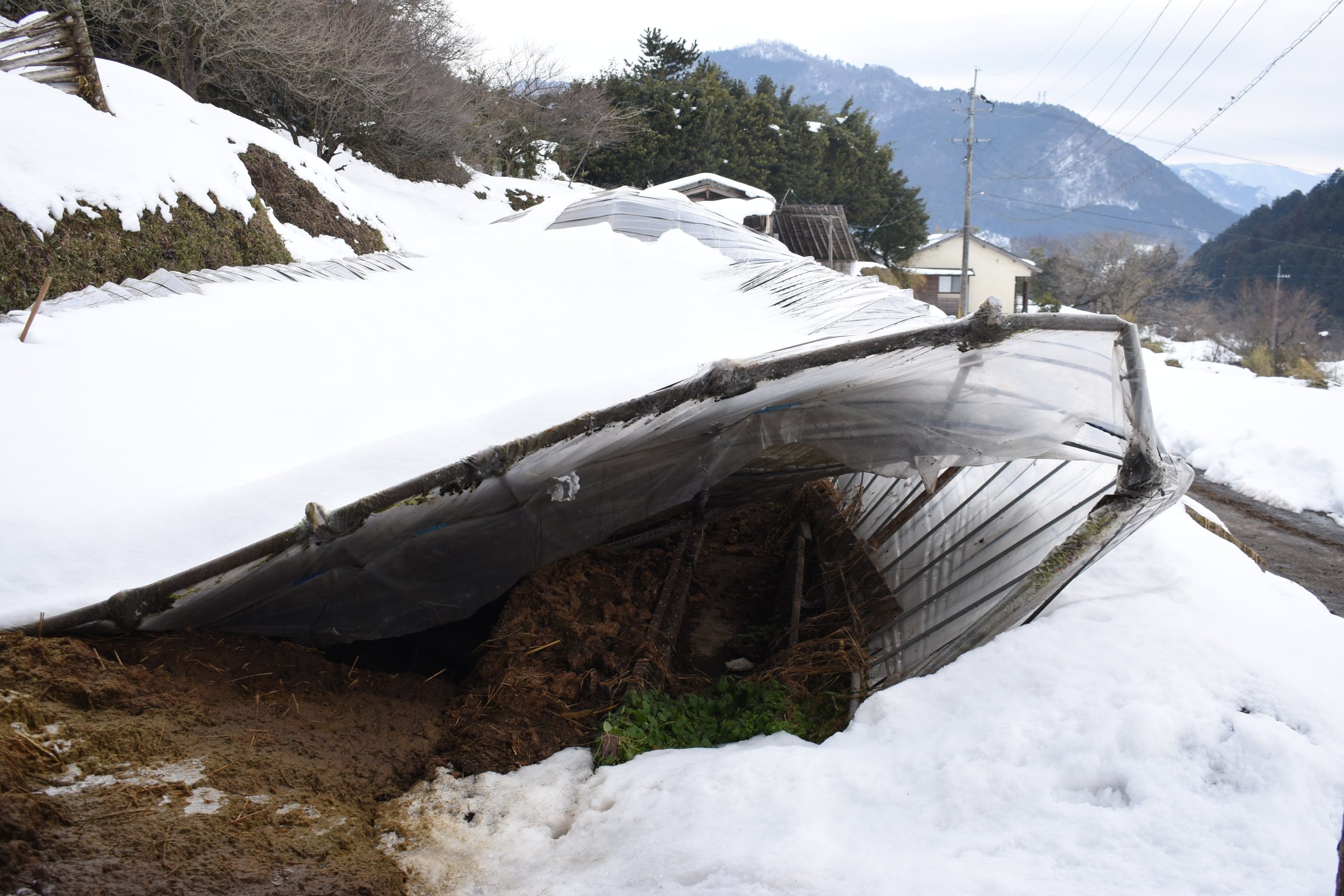 雪の重みで潰れた堆肥処理をするビニールハウス（加茂地域）