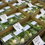 入荷した地物野菜の七草セット