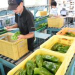 今年も始まったジャンピーの出荷作業=岡山県津山市で