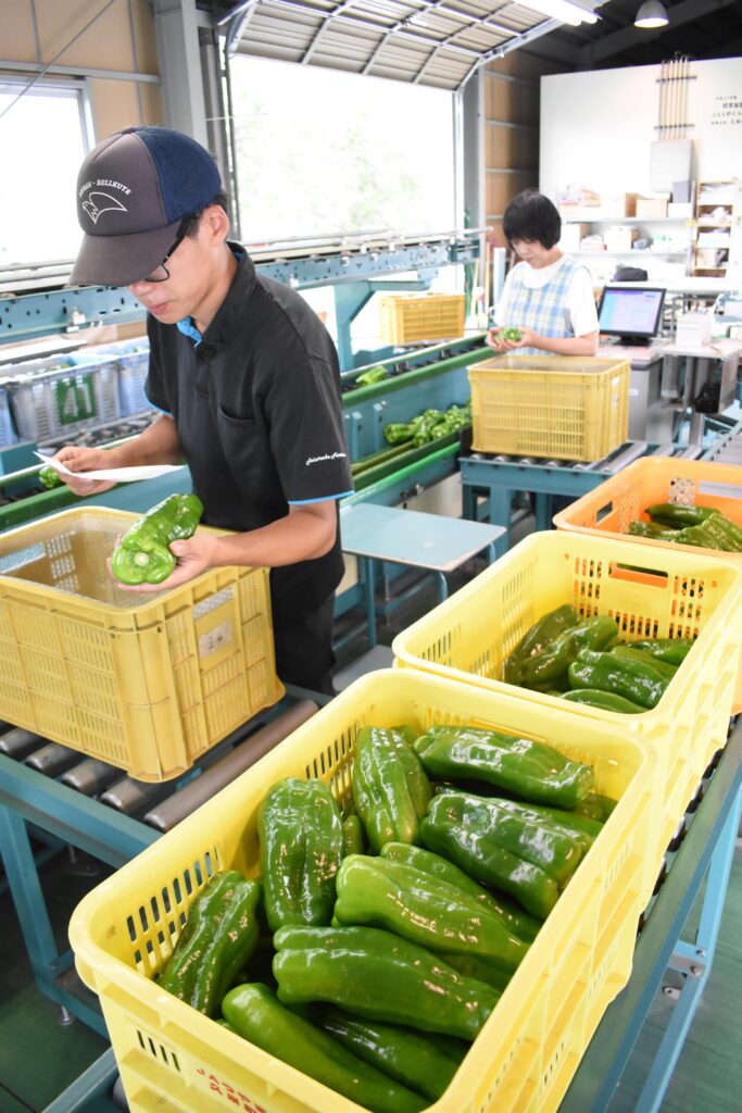 今年も始まったジャンピーの出荷作業=岡山県津山市で