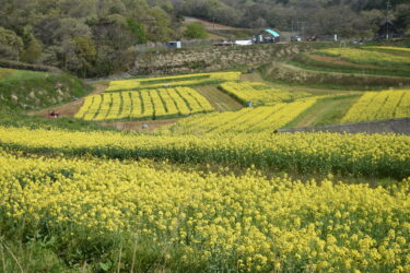 天空の菜の花畑　満開の鮮やかな黄色　28日には「能」の上演も／岡山・美作市