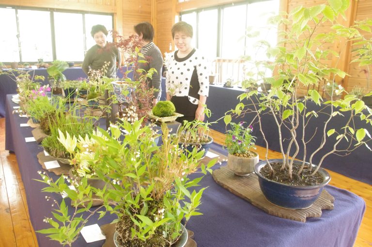 かれんな山野草をめでる来場者