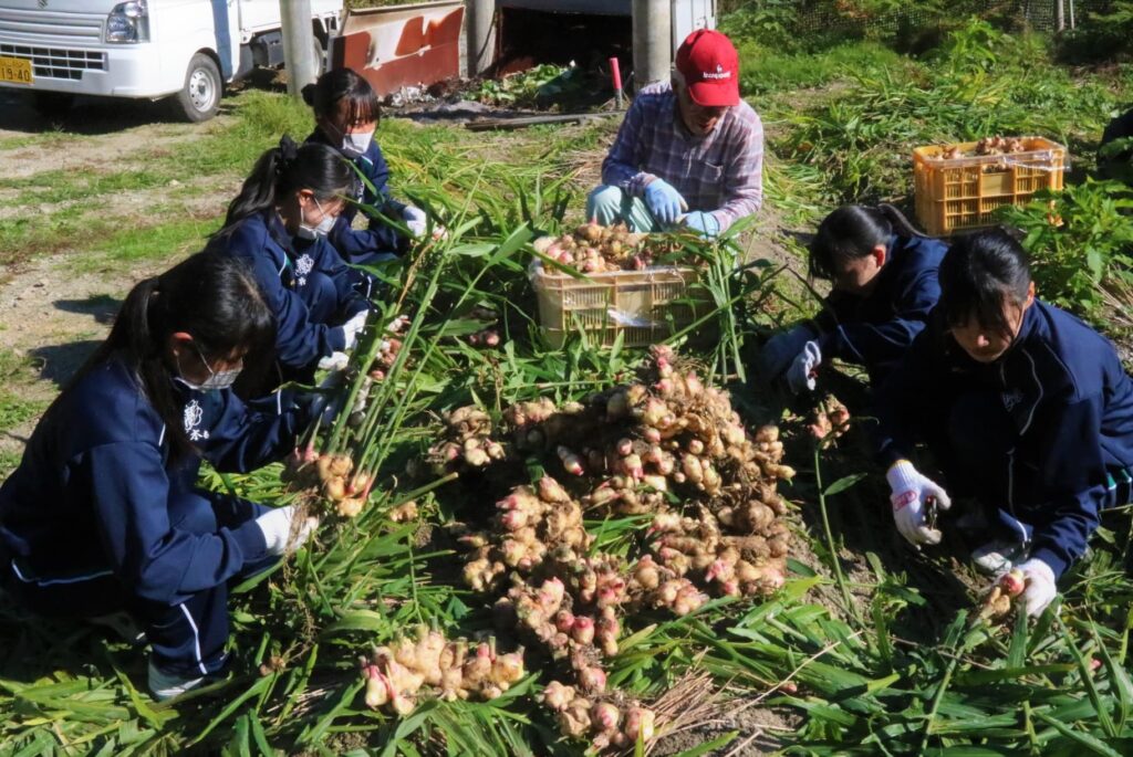 新ショウガを収穫する東高食物調理科の生徒