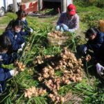 新ショウガを収穫する東高食物調理科の生徒