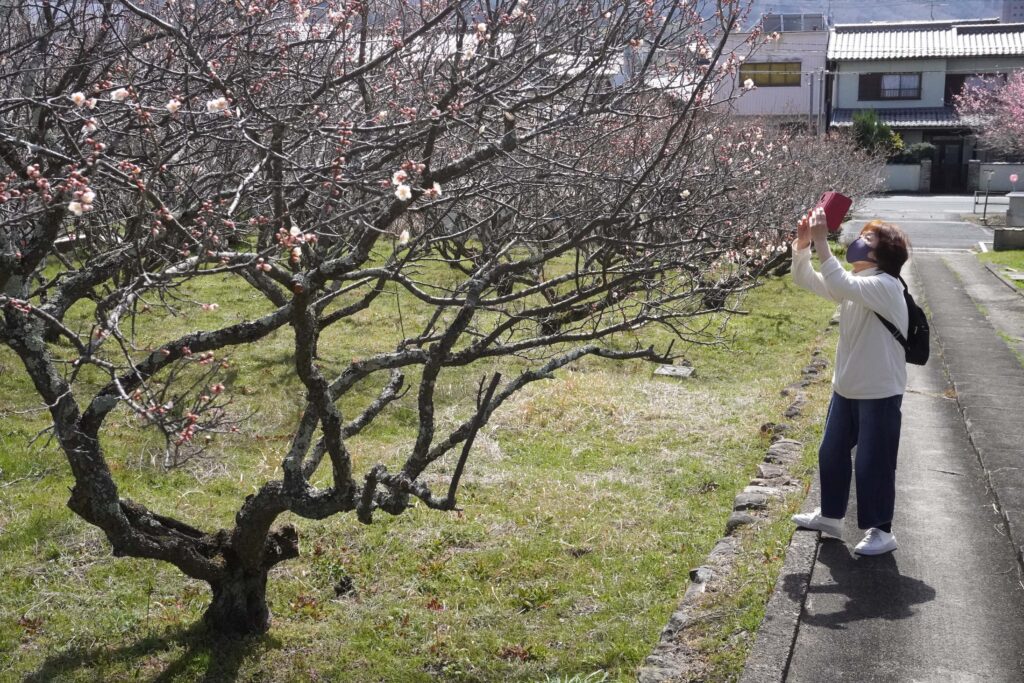 春の日差しに照らされたウメを写真に収める地域住民