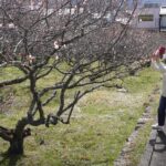 春の日差しに照らされたウメを写真に収める地域住民