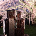醍醐桜の由来が書かれた石碑